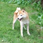 極小豆柴犬 ソウタくん