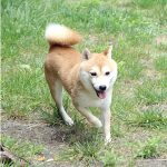 極小豆柴犬 トビくん