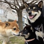 極小豆柴犬 ジローくんこころくん奈々ちゃんノリコちゃん