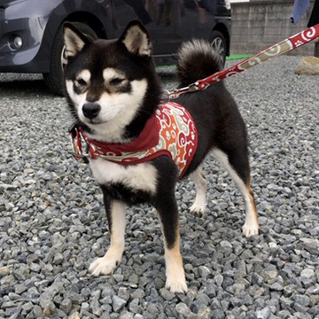 豆柴 口コミ 評判 山口県のｋ様から 4頭目成犬でお迎え頂いたノリコちゃんと3頭目奈々ちゃんと2頭目こころくんと1頭目赤ジローくん のその後のお便り 豆柴ブリーダー富士野荘