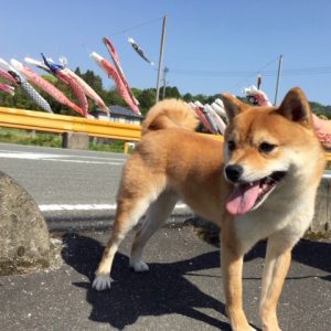 極小豆柴犬 こころくん