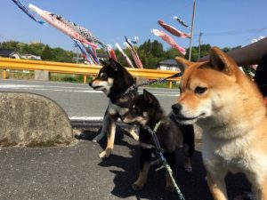 極小豆柴犬 ジローくんこころくん奈々ちゃんノリコちゃん