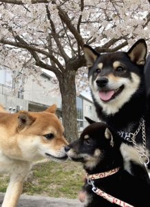 極小豆柴犬 ジローくんこころくん奈々ちゃんノリコちゃん