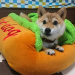 極小豆柴犬 心助くん