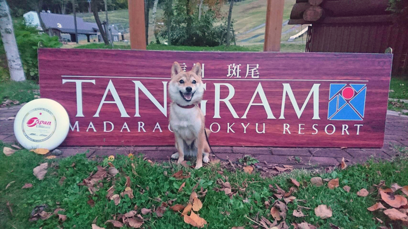 極小豆柴犬 心助くん