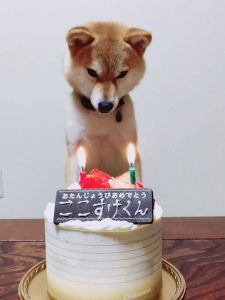 極小豆柴犬 心助くん