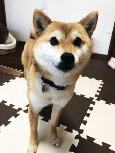 極小豆柴犬 心助くん