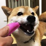 極小豆柴犬 心助くん