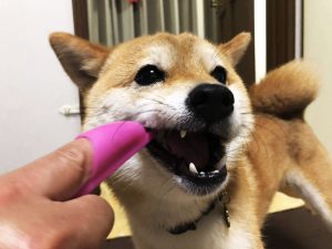 極小豆柴犬 心助くん