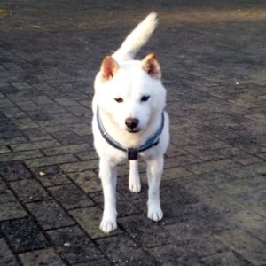 極小豆柴犬 太郎くん