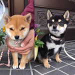 極小豆柴犬 ジローくんこころくん