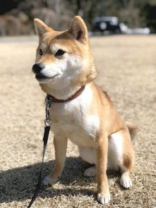 極小豆柴犬 心助くん