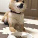 極小豆柴犬 心助くん