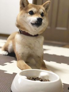 極小豆柴犬 心助くん