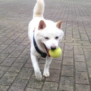 極小豆柴犬 太郎くん