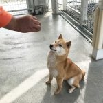 極小豆柴成犬　赤　OK-005