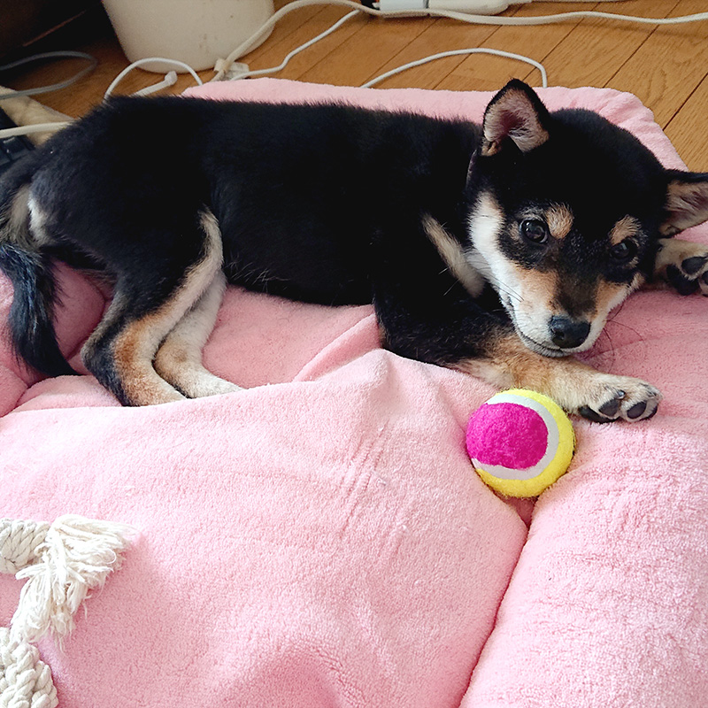 北海道の極小豆柴犬 凛ちゃん