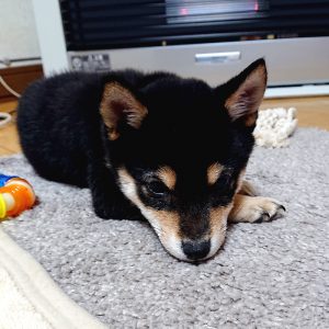 北海道の極小豆柴犬 凛ちゃん