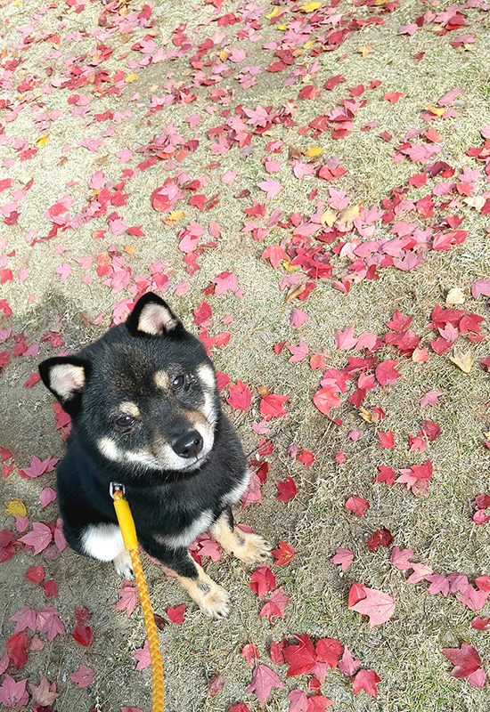 極小豆柴犬 杏寿太くん