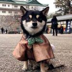 極小豆柴犬 喜助くん