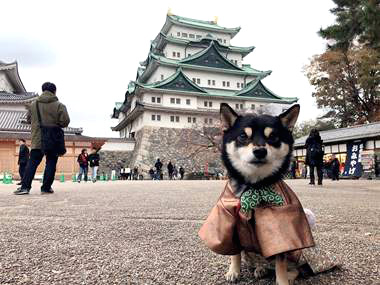 極小豆柴犬 喜助くん