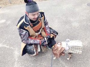 極小豆柴犬 喜助くん