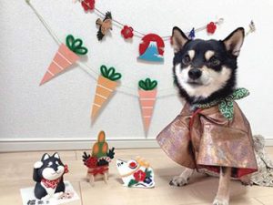 極小豆柴犬 喜助くん