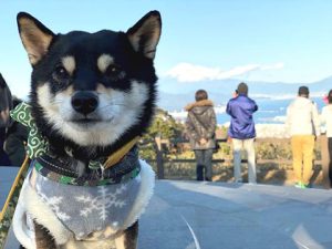 極小豆柴犬 喜助くん