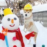 豆柴の小太郎くんと雪だるまさん