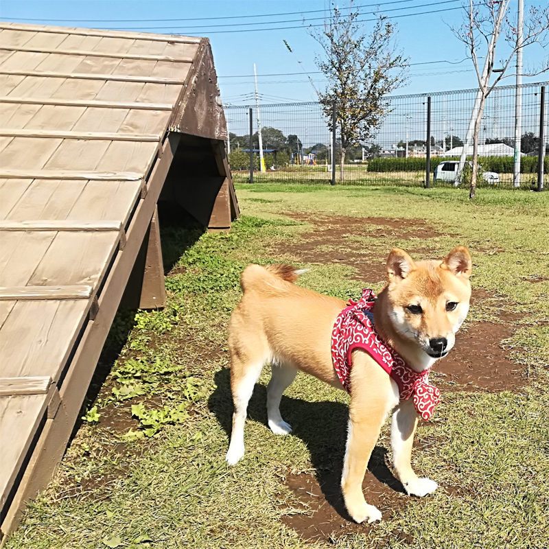 埼玉の極小豆柴犬 あづ姫ちゃん