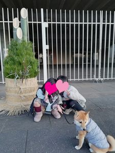 埼玉の極小豆柴犬 あづ姫ちゃん