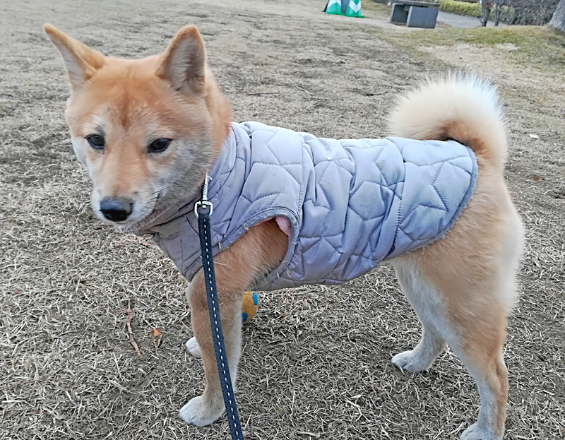 埼玉の極小豆柴犬 あづ姫ちゃん