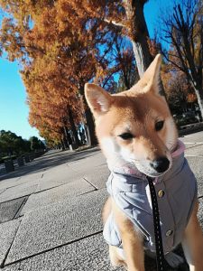 埼玉の極小豆柴犬 あづ姫ちゃん