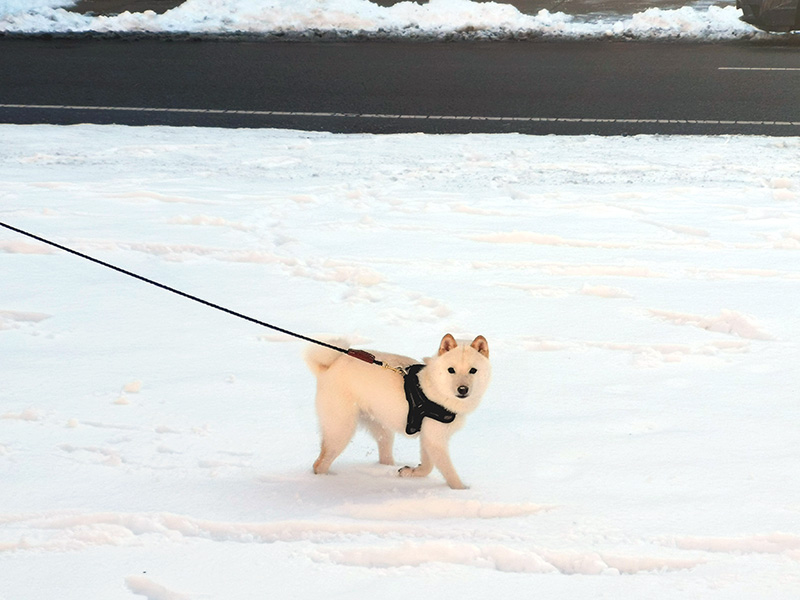 極小豆柴犬 ライコくん