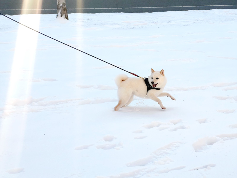 極小豆柴犬 ライコくん