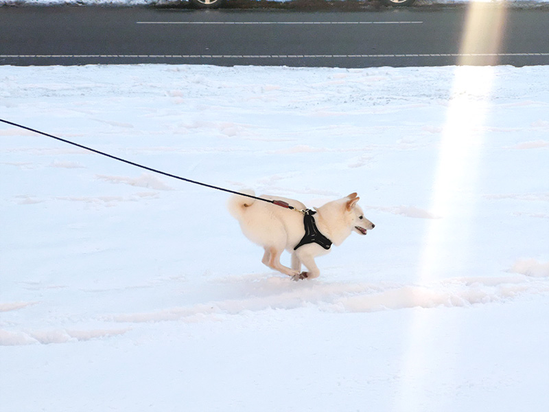 極小豆柴犬 ライコくん