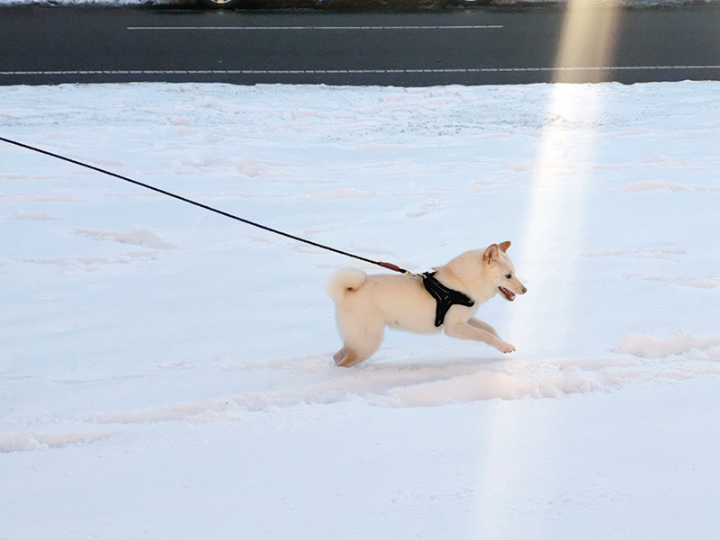 極小豆柴犬 ライコくん