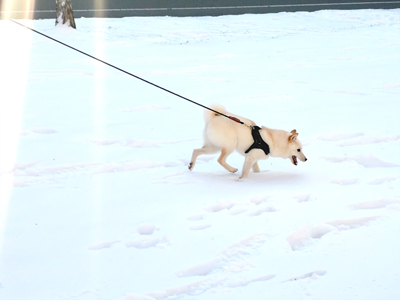 極小豆柴犬 ライコくん