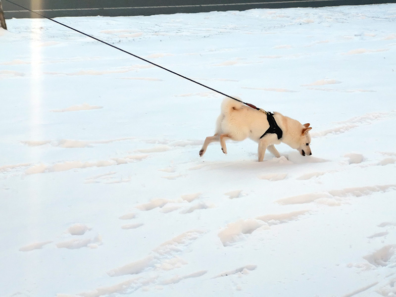 極小豆柴犬 ライコくん