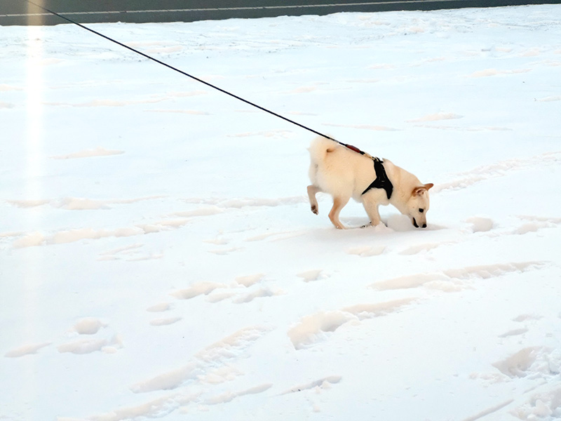 極小豆柴犬 ライコくん