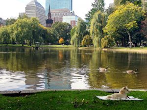 Mame Shiba au bord d'un lac