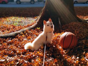 Shiba Inu Mame Blanc qui joue