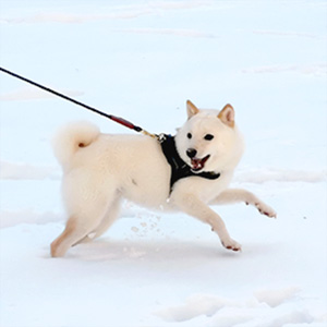 極小豆柴犬 ライコくん