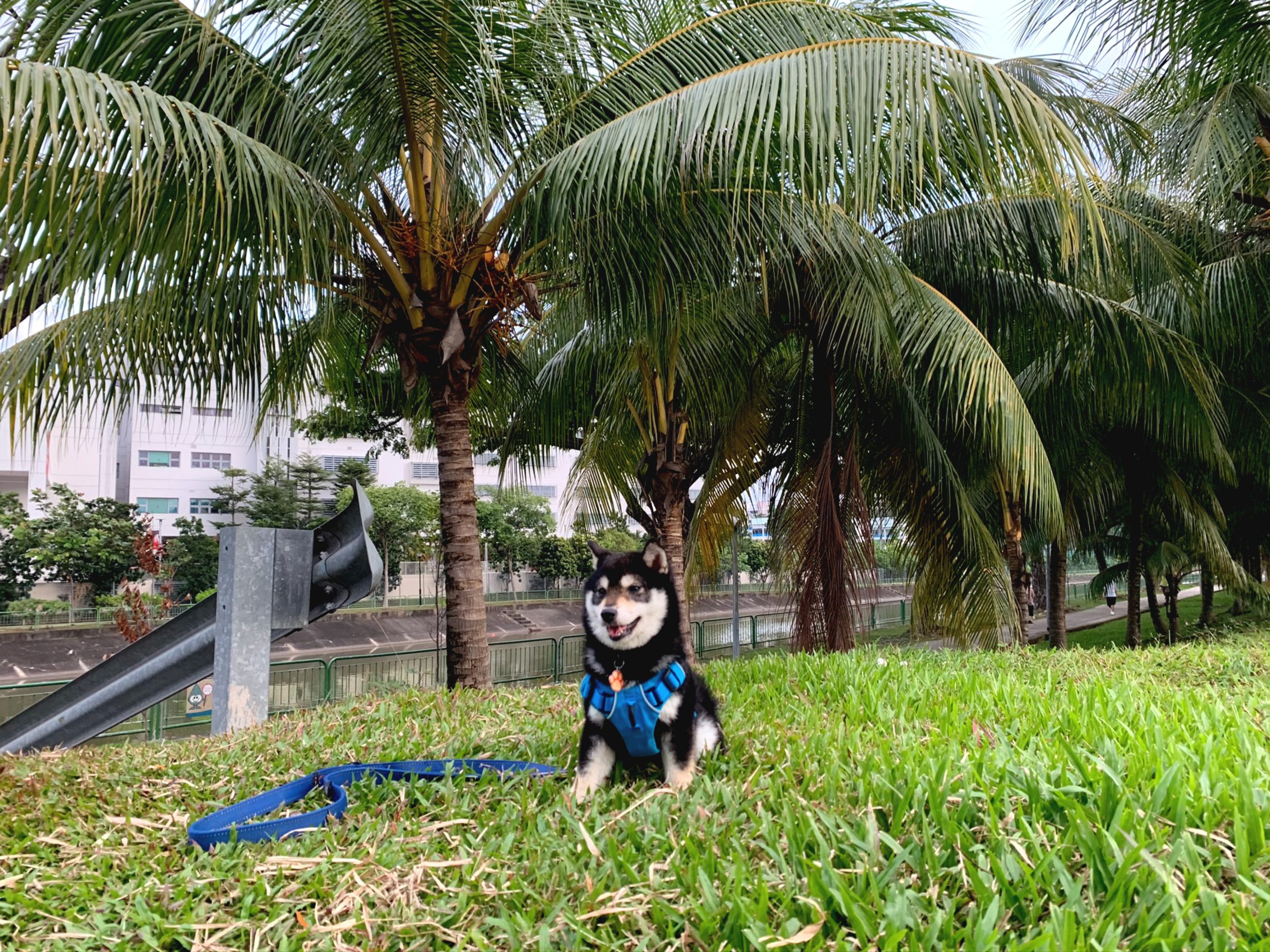 Singapore 極小豆柴犬Kobeコービー君