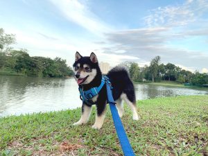 Singapore 極小豆柴犬Kobeコービー君