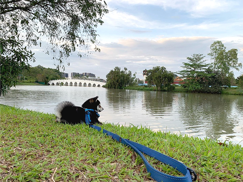 Singapore 極小豆柴犬Kobeコービー君