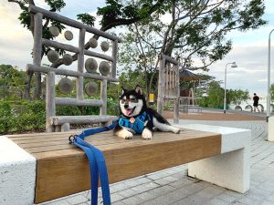 Singapore 極小豆柴犬Kobeコービー君