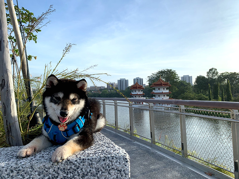 Singapore 極小豆柴犬Kobeコービー君