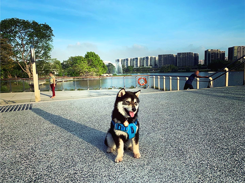 Singapore 極小豆柴犬Kobeコービー君