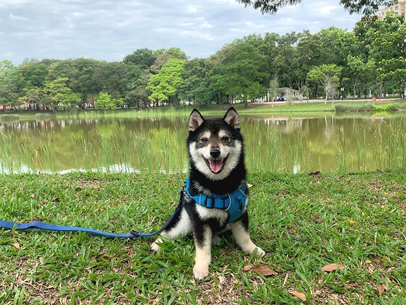 Singapore 極小豆柴犬Kobeコービー君